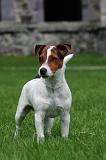 JACK RUSSEL 323